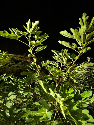 이은주(여성초보농민님의 자유주제 · 자유게시판 작성글 사진