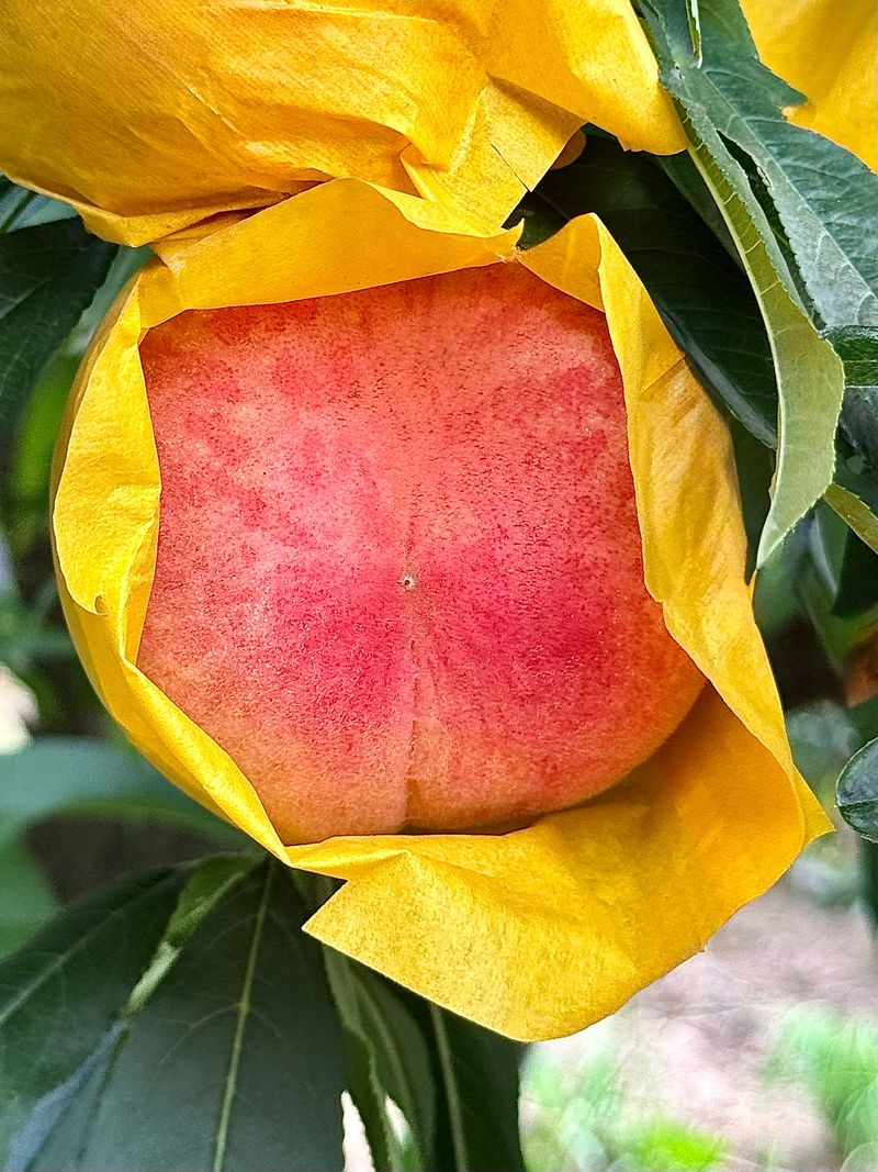 농부손녀님의 장터 판매 상품 [[고당도] 꿀먹은 백도 복숭아 4kg] 첨부 사진