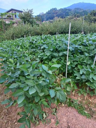 심무재 님의 자유주제 · 자유게시판 작성글 사진