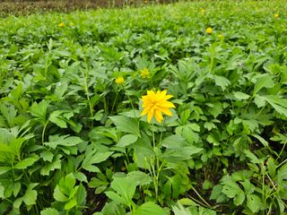 홍천산채농원님의 자유주제 · 자유게시판 작성글 사진