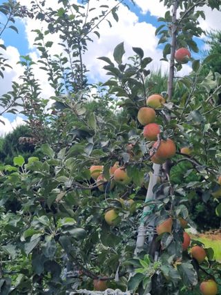 연산나무농장님의 자유주제 · 자유게시판 작성글 사진