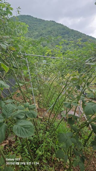 박성춘님의 자유주제 · 자유게시판 작성글 사진