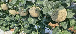 박춘서님의 자유주제 · 자유게시판 작성글 사진