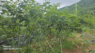 박성춘님의 자유주제 · 자유게시판 작성글 사진