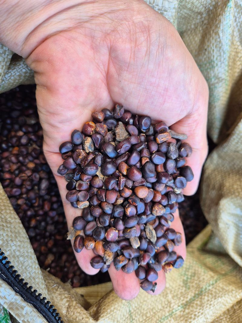 약초다지님의 장터 판매 상품 [작약 씨(재배용)  15Kg] 첨부 사진