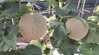 박춘서님의 자유주제 · 자유게시판 작성글 사진