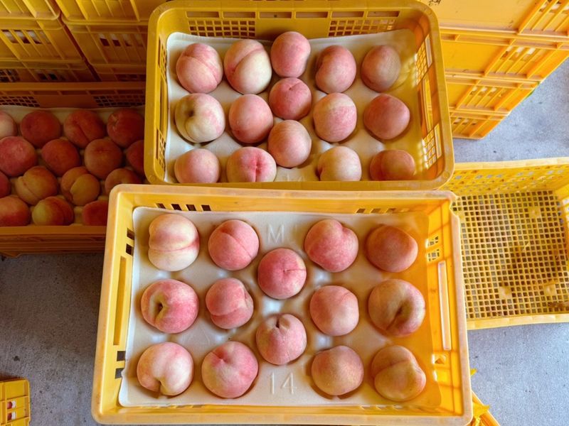 농부손녀님의 장터 판매 상품 [[고당도] 꿀먹은 백도 복숭아 4kg] 첨부 사진