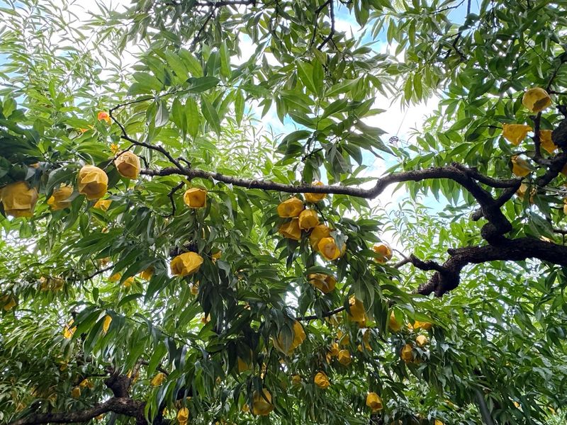 농부손녀님의 장터 판매 상품 [[고당도] 꿀먹은 백도 복숭아 4kg] 첨부 사진