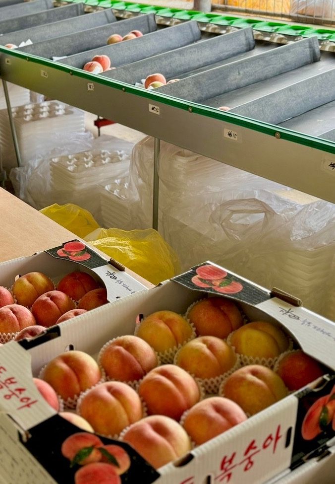 농부손녀님의 장터 판매 상품 [[고당도] 꿀먹은 백도 복숭아 4kg] 첨부 사진