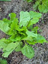 팜모닝 농사, 무엇이든 물어보세요!·참여글 게시글 이미지