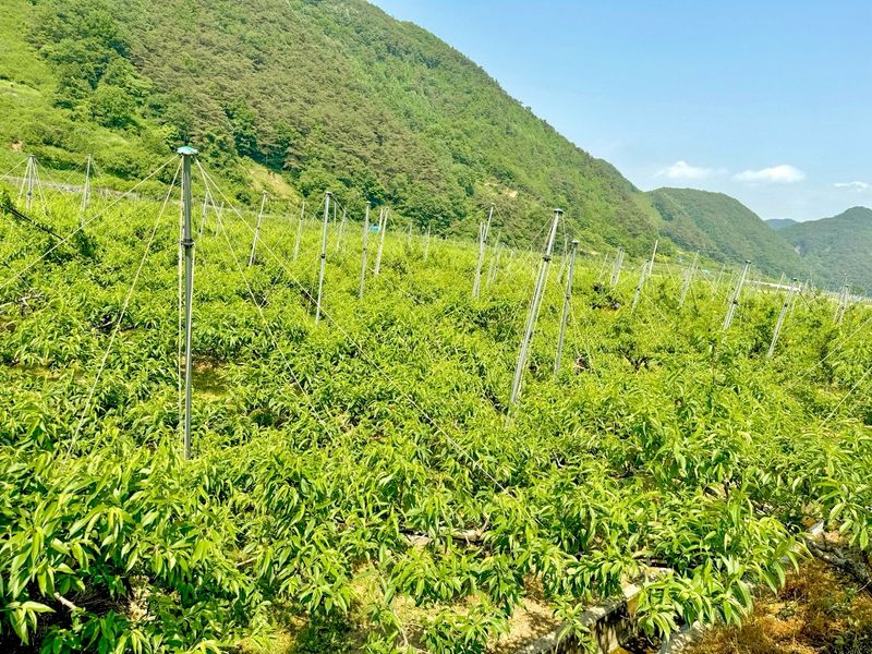 농부손녀님의 장터 판매 상품 [[고당도] 꿀먹은 백도 복숭아 4kg] 첨부 사진