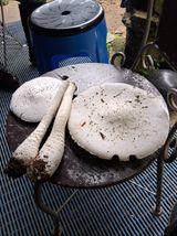 팜모닝 자유주제·자유게시판 게시글 이미지