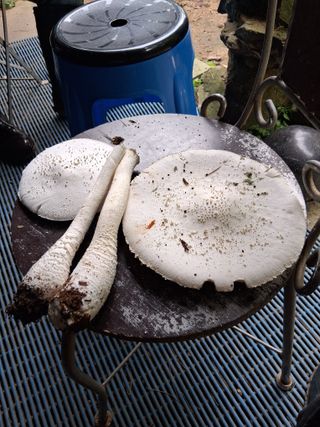 김석순 대암산아랫말님의 자유주제 · 자유게시판 작성글 사진