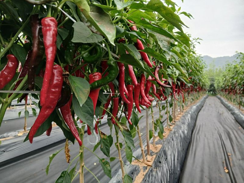 농부의딸램님의 장터 판매 상품 [(충남청양산, 반태양초,보통맛)] 첨부 사진