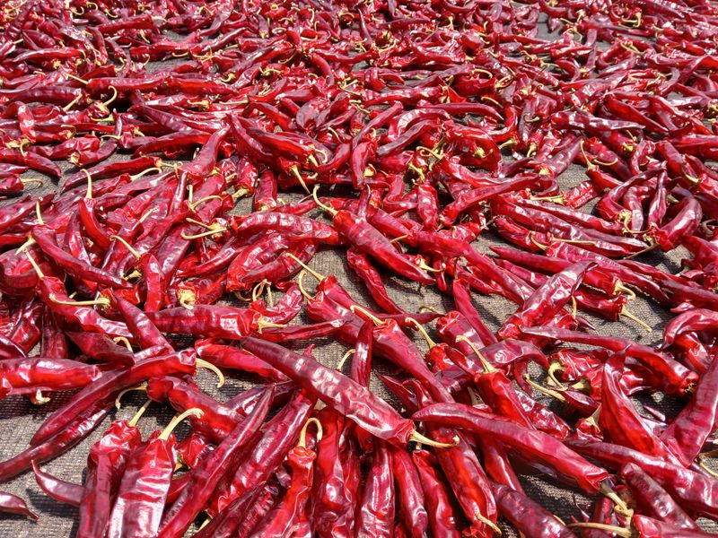 농부의딸램님의 장터 판매 상품 [(충남청양산, 반태양초,보통맛)] 첨부 사진