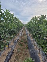 팜모닝 자유주제·자유게시판 게시글 이미지