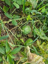 팜모닝 농사, 무엇이든 물어보세요!·참여글 게시글 이미지