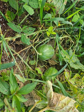 쌍학리 농민님의 농사, 무엇이든 물어보세요! · 참여글 작성글 사진