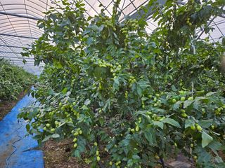 대추 9544님의 자유주제 · 자유게시판 작성글 사진