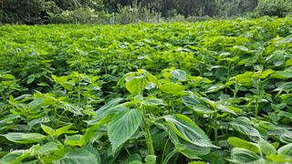 서상진님의 자유주제 · 자유게시판 작성글 사진