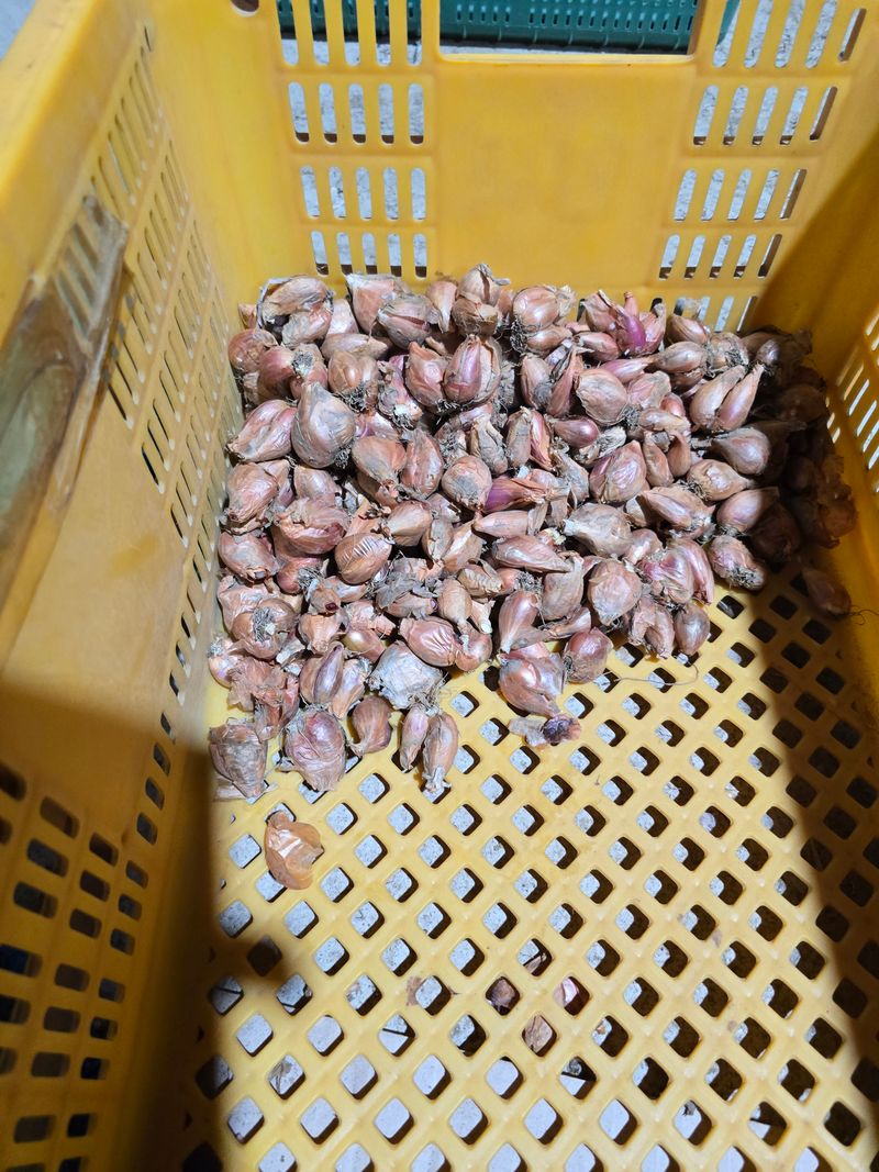 장터 상품 [쪽파 10kg] 썸네일