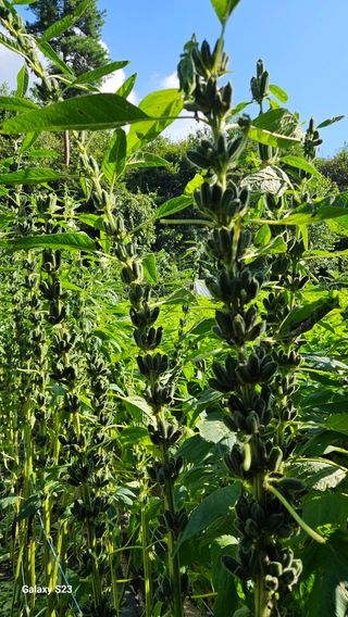 서상진님의 자유주제 · 자유게시판 작성글 사진