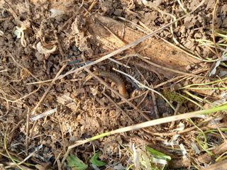 김민수산에서농사중님의 자유주제 · 자유게시판 작성글 사진