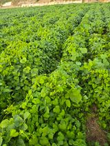 팜모닝 농사, 무엇이든 물어보세요!·참여글 게시글 이미지