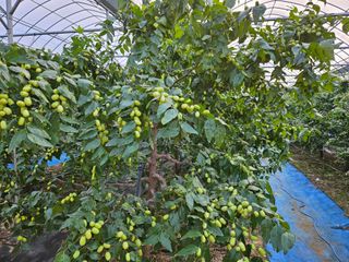 대추 9544님의 자유주제 · 자유게시판 작성글 사진