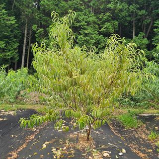 김정우님의 농사, 무엇이든 물어보세요! · 참여글 작성글 사진
