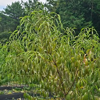 김정우님의 농사, 무엇이든 물어보세요! · 참여글 작성글 사진