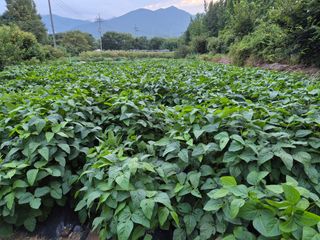 최용운님의 자유주제 · 자유게시판 작성글 사진