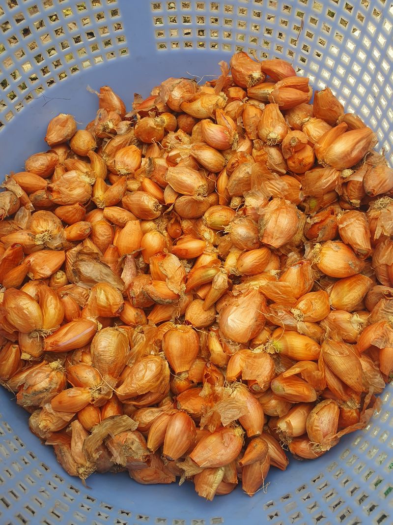 김옥자님의 장터 판매 상품 [쪽파종자1kg(품절)] 첨부 사진