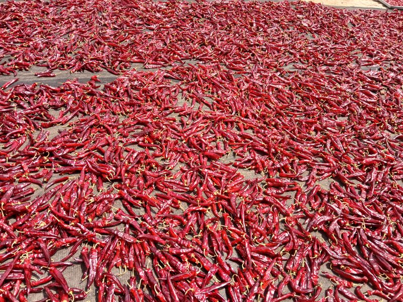 농부의딸램님의 장터 판매 상품 [(충남청양산, 반태양초,보통맛)] 첨부 사진