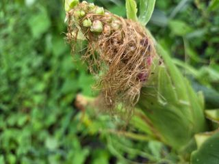 고성해솔농원님의 자유주제 · 자유게시판 작성글 사진