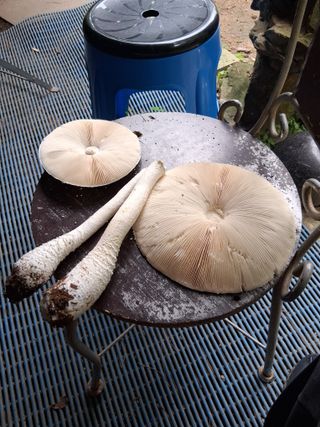 김석순 대암산아랫말님의 자유주제 · 자유게시판 작성글 사진