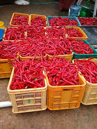 손경식드림농장님의 작성글 사진