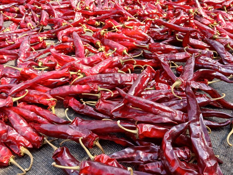 농부의딸램님의 장터 판매 상품 [(충남청양산, 반태양초,보통맛)] 첨부 사진