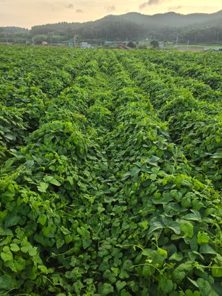 상큼너구리님의 농사, 무엇이든 물어보세요! · 참여글 작성글 사진