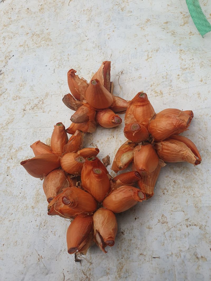 김옥자님의 장터 판매 상품 [쪽파종자1kg(품절)] 첨부 사진