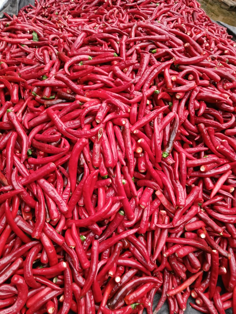 장터 상품 [고추가루600그람] 썸네일