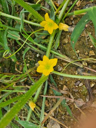 쌍학리 농민님의 농사, 무엇이든 물어보세요! · 참여글 작성글 사진