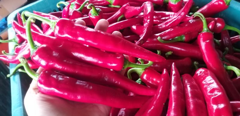 농부의딸램님의 장터 판매 상품 [(충남청양산, 반태양초,보통맛)] 첨부 사진