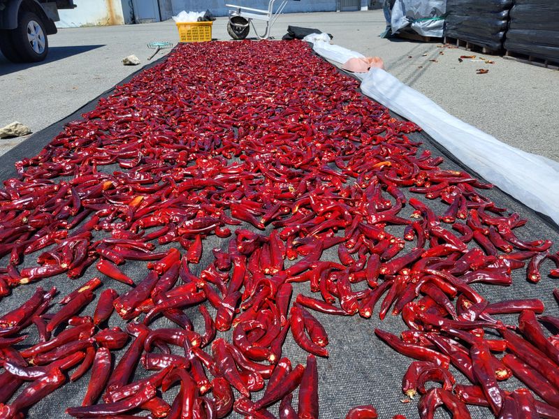 강경식님의 장터 판매 상품 [반태양초] 첨부 사진