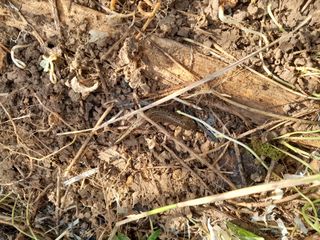 김민수산에서농사중님의 자유주제 · 자유게시판 작성글 사진