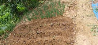 초보퍼머5도2촌준비님의 자유주제 · 자유게시판 작성글 사진