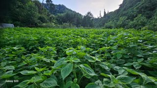 서상진님의 자유주제 · 자유게시판 작성글 사진