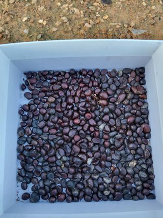 팜모닝회원 김순달 님의 농사, 무엇이든 물어보세요! · 참여글 작성글 사진