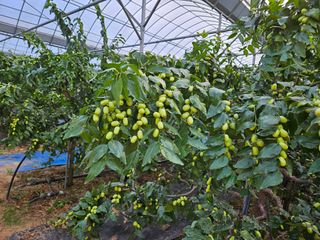 대추 9544님의 자유주제 · 자유게시판 작성글 사진