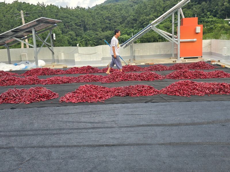 고추농사 정 미라님의 장터 판매 상품 [태양초 1근(600그램)] 첨부 사진